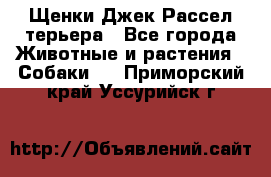 Щенки Джек Рассел терьера - Все города Животные и растения » Собаки   . Приморский край,Уссурийск г.